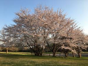 Sakura Tree 2018