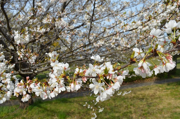 Sakura_20170405-1.jpg