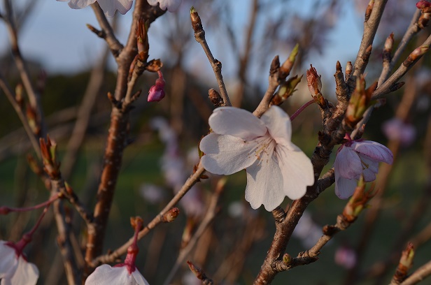 sakura_20170402.jpg