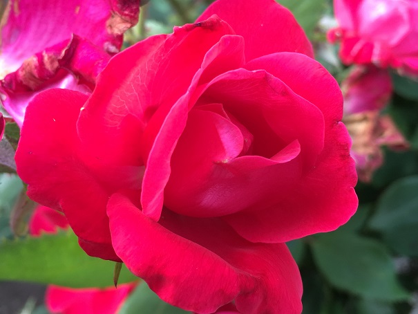 rose_20190606-size.jpg